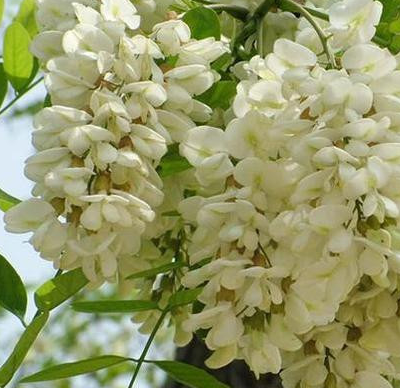 原创            槐花真的能吃吗？对身体有什么好处？又有什么坏处？你知道吗？