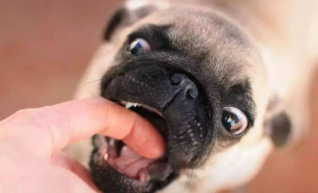 狗狗_主人_小时候