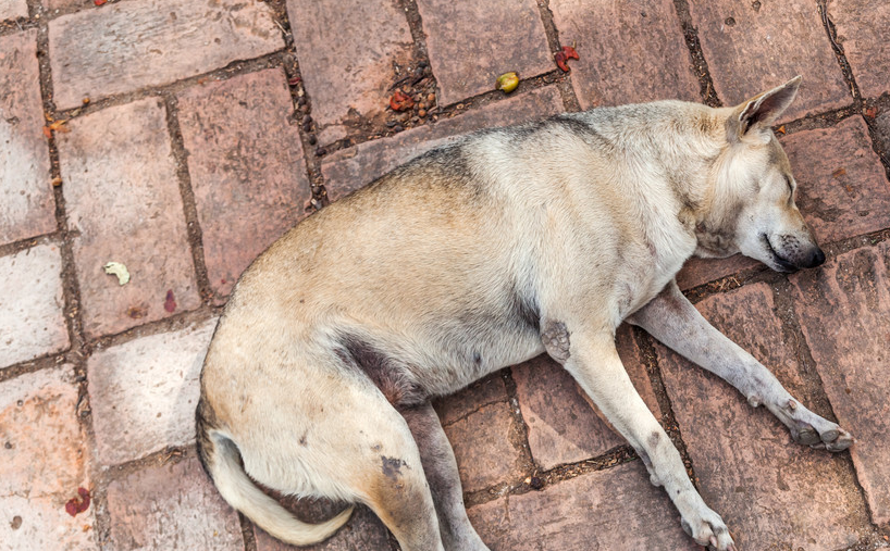 流浪狗被装进麻袋扔在路边，发现时没了呼吸，但依旧在给孩子取暖