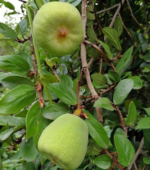 这种挂在树上的小野果外形像无花果,农民常拿它做凉粉,你吃过吗?