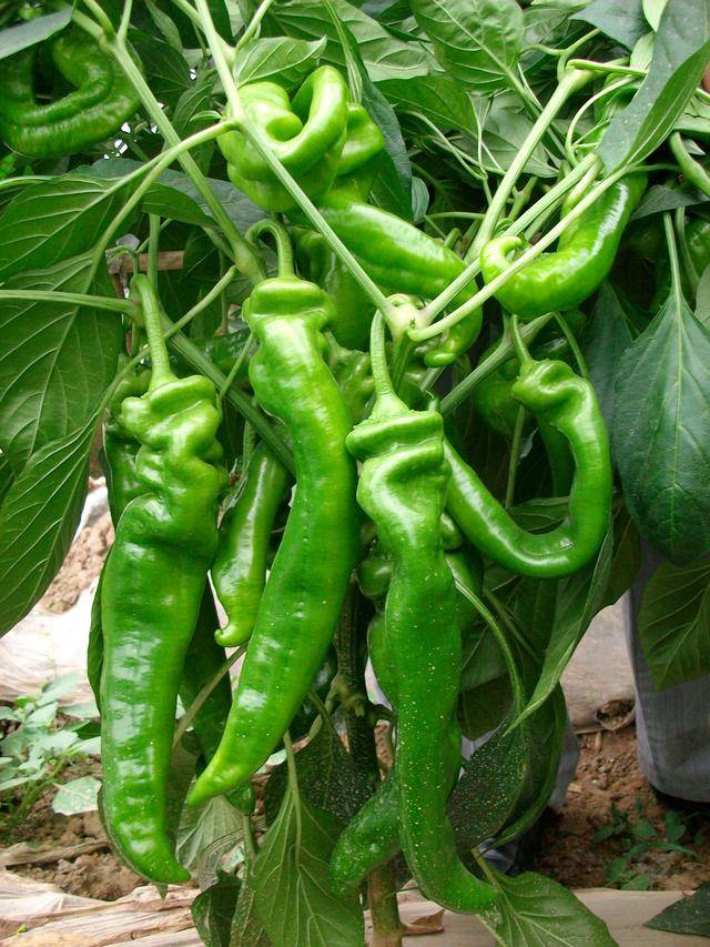 辣椒弯果是怎么回事_果实_授粉_缺乏营养