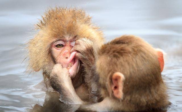 國際野生動物攝影賽最搞笑作品新鮮出爐,看看哪個令你忍俊不禁?