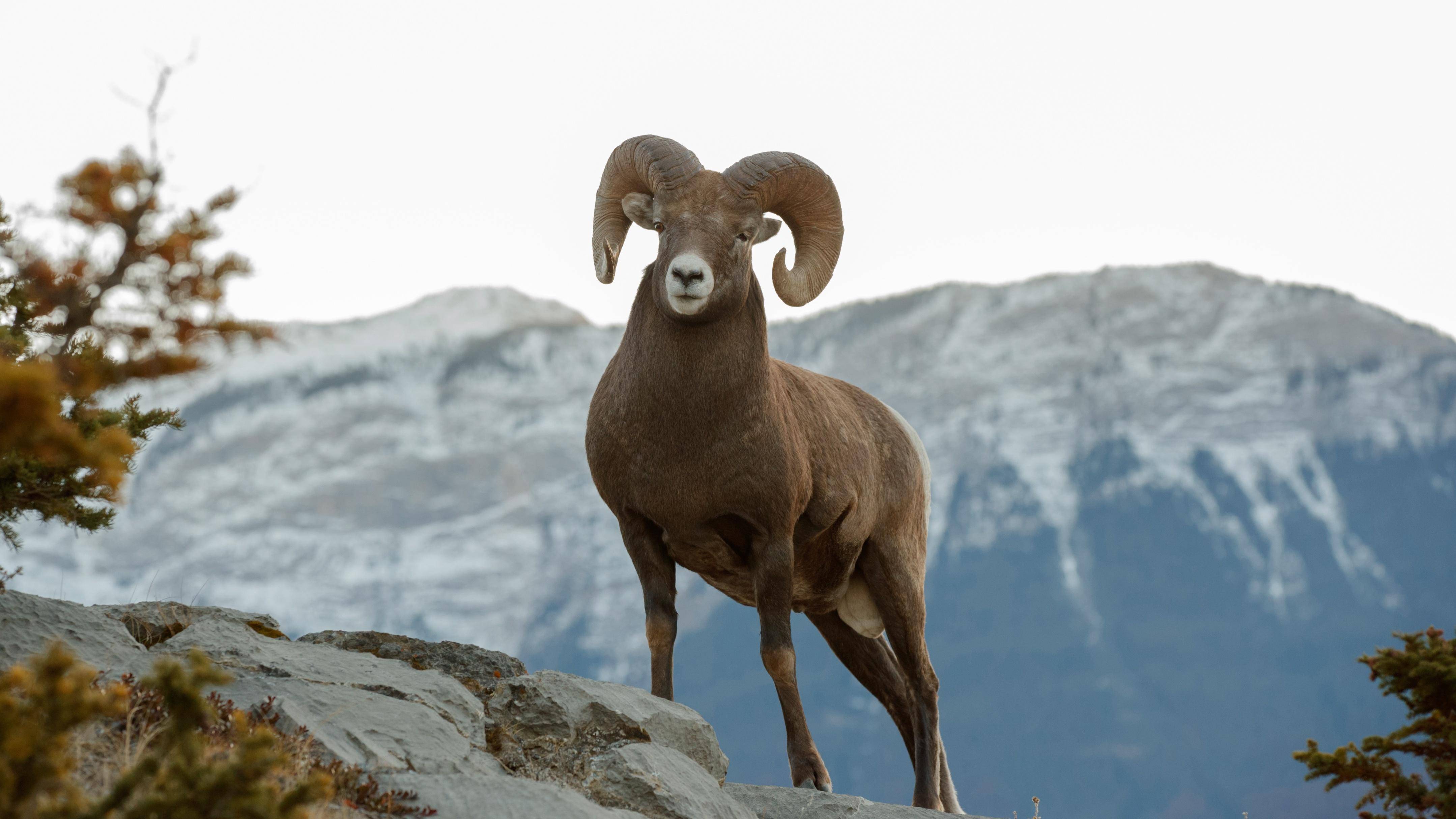 大角羊(argali sheep)(八)棕尾虹雉(himalayan monal)棕尾虹雉是一种
