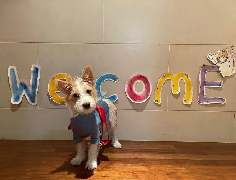 blackpink彩英的hank出道就是巅峰!真是狗中皇族!_狗狗_ros_衣服