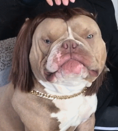 狗狗戴着妇女发型,像个大姑妈,看一次笑一次!_主人_东西_样子