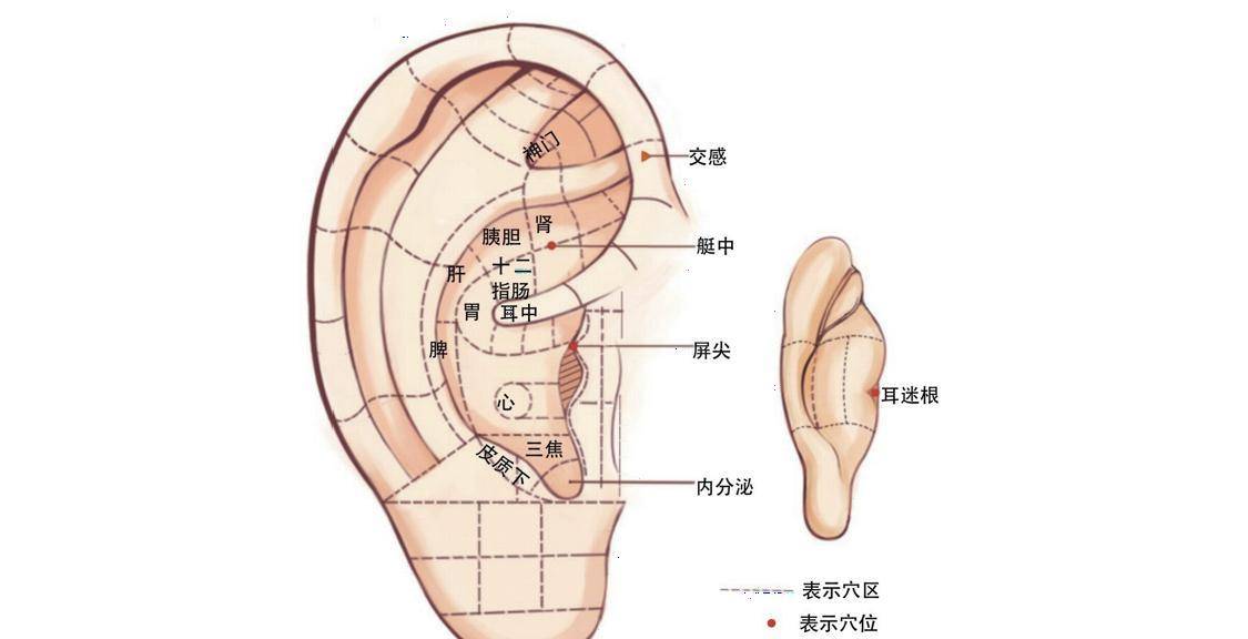 耳朵的准确位置图图片