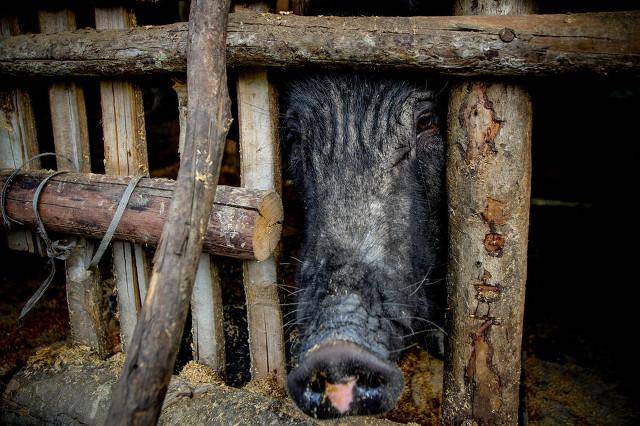 一个13岁初一的小男孩,语文考试不及格,被父亲关在猪笼子里虐待_妻子