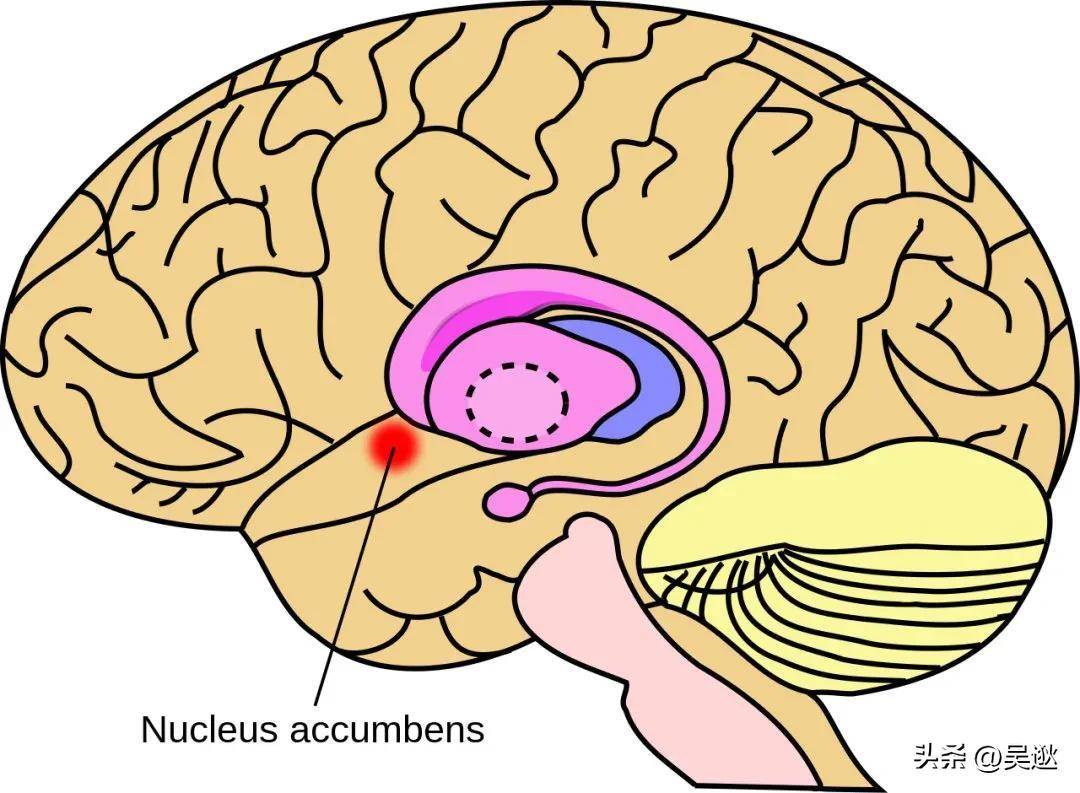 神经的生物学过程会激活中脑边缘系统通路,这也被称为大脑的奖励通路