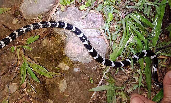 浙江男子夜钓踩到剧毒银环蛇,网友:全村吃席蛇_活动_钓友_毒蛇