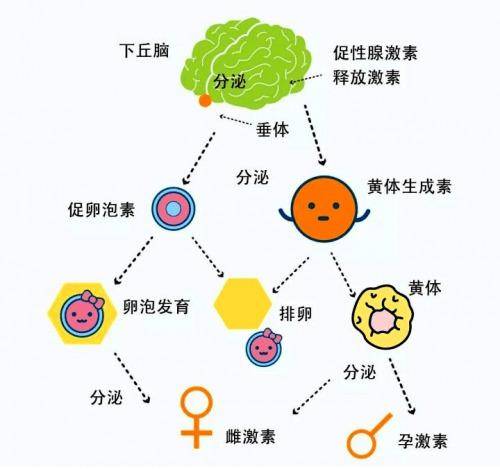 卵泡发育后会分泌雌激素,进而在运动过程中留下"痕迹"卵泡分泌信息素