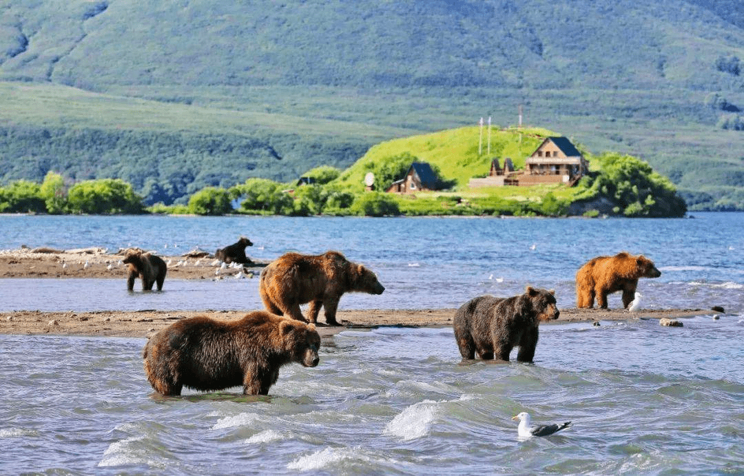 2023年俄罗斯堪察加探索摄影团|堪察加半岛棕熊,火山,风光,海钓_埃索