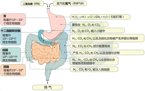 打嗝放屁是病吗?肠道菌群与肠道气体的关系