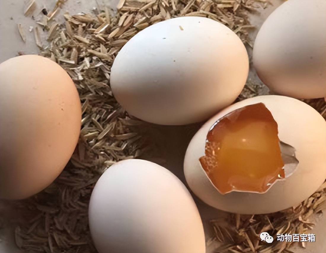 由於生產無菌蛋的要求非常高,少數養殖場才具備這種技術和條件.