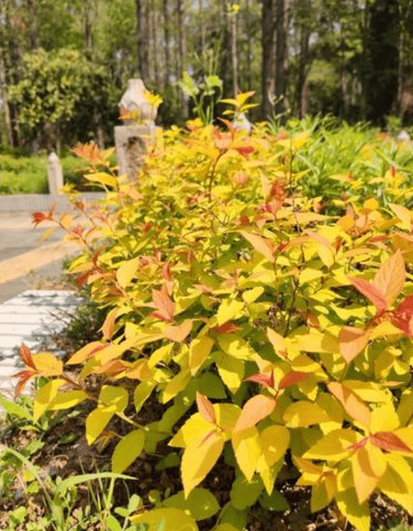 而且金焰绣线菊的株型能自然饱满,几乎不需要做修剪.