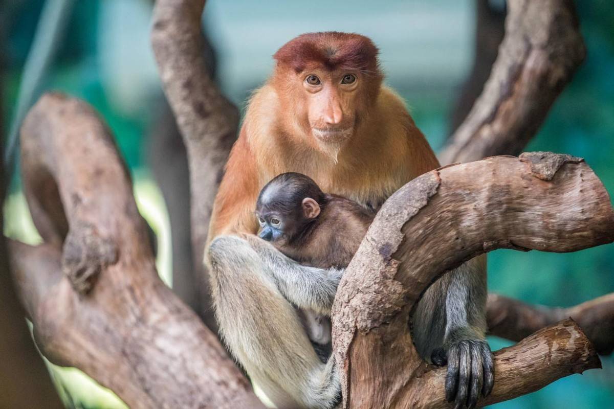 "神秘杂交猴"现身婆罗洲,竟是人类造的孽!_猴子_物种_动物