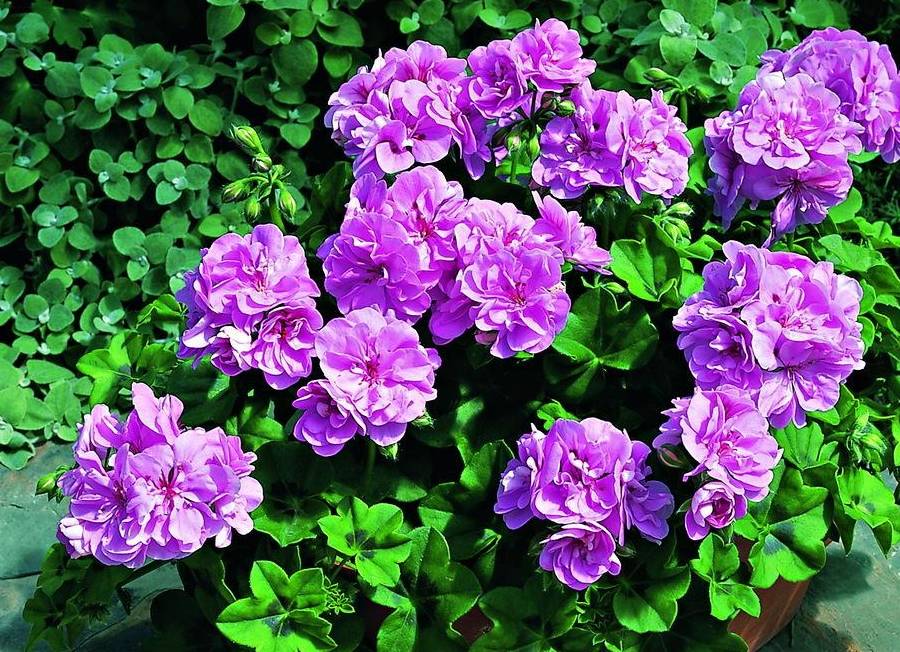 原创            最难度过夏天的10种盆栽花卉（适合夏天种的盆栽花）