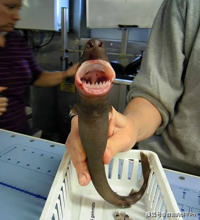 探寻神秘的鲨鱼世界:从恐怖的巨齿鲨到萌萌的牛鲨_海洋_掠食者_牙齿