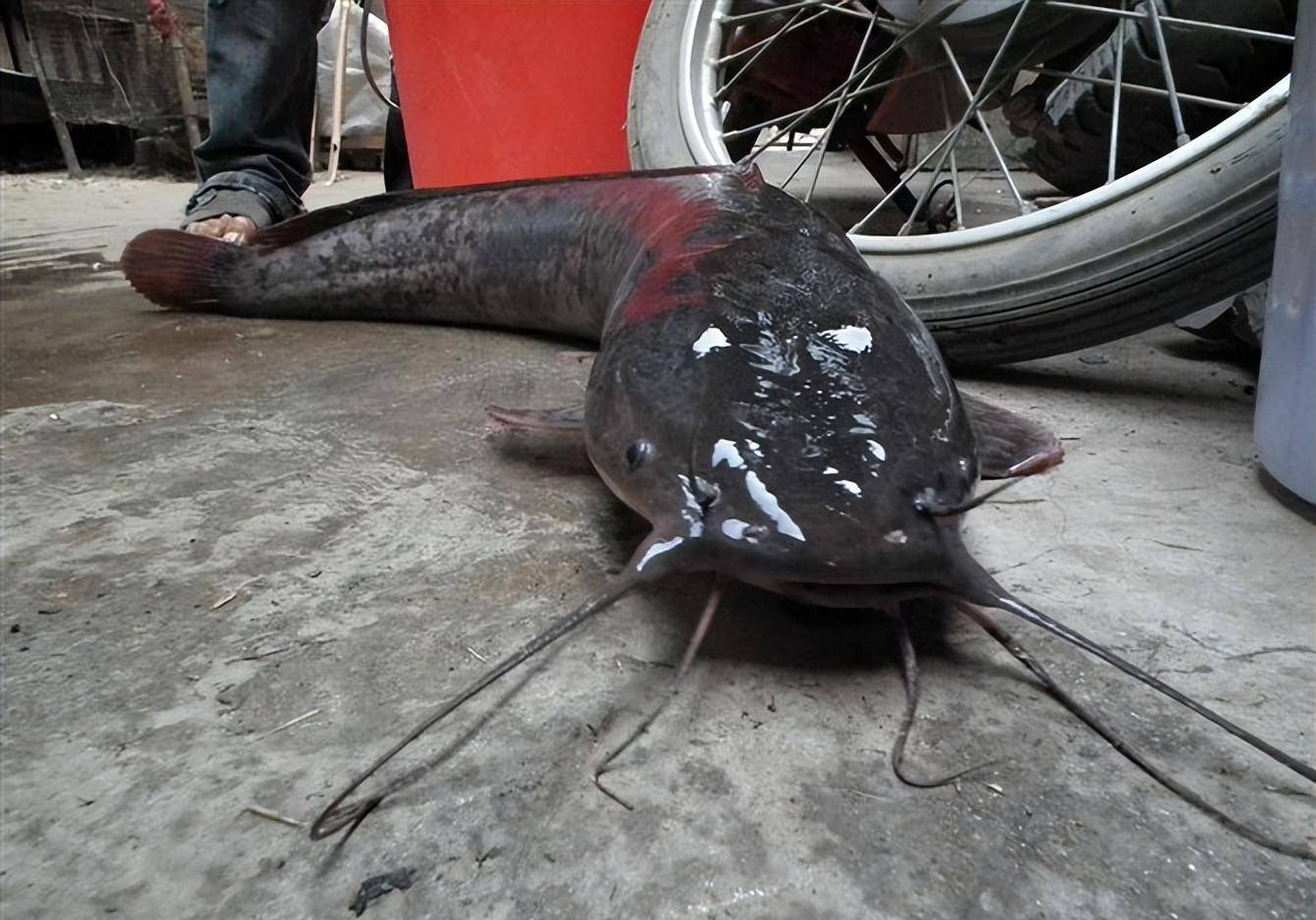 夏季如何钓鲶鱼?看完三个故事,你也能成为"钓鱼高手"_水草_朋友_厕所