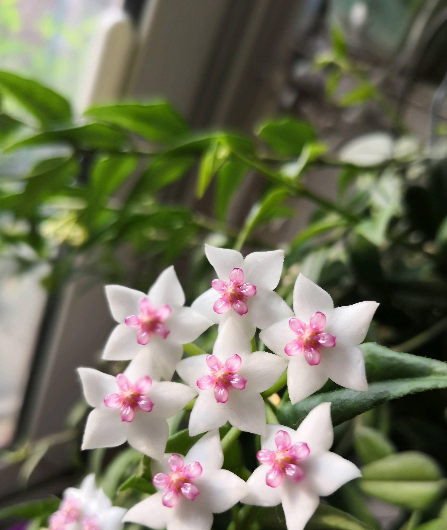 原创            此室内盆栽绿植，花叶共赏，清香幽远，花期长，易栽培，值得拥有-室内植物盆栽花卉怎么养