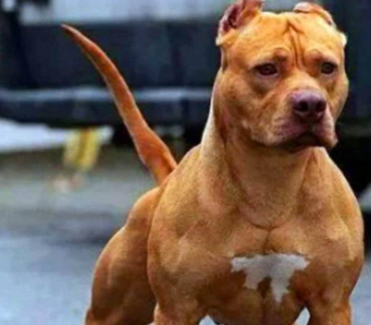 盘点世界十大凶犬,家里绝对不要养(上)_品种_高加索_非常强