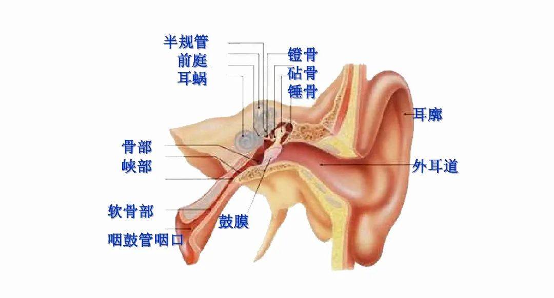 听小骨解剖图图片