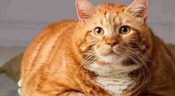 橘猫小简介：为什么橘猫给人胖胖的形象？