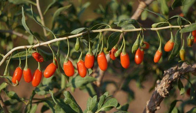 中医眼中的"肾宝片",常用8味药材泡水,肾脏壮如牛_问题_功效_桑葚