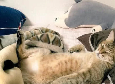 猫咪无聊玩爪子，看见主人拍照，它瞪着大眼睛，猫：要陪我玩吗？