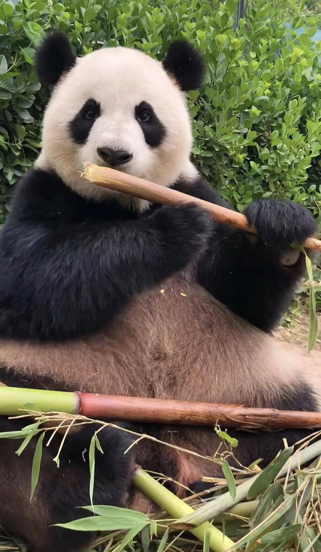 认识全国大熊猫之天津光合谷野生动物园_星美_度假区_因为