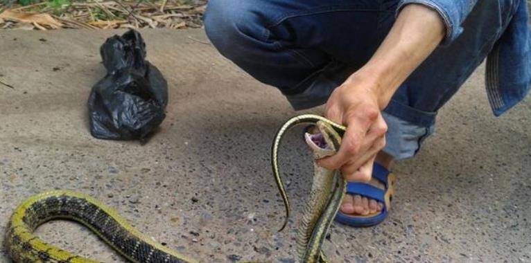 程地明_蛇群_人类