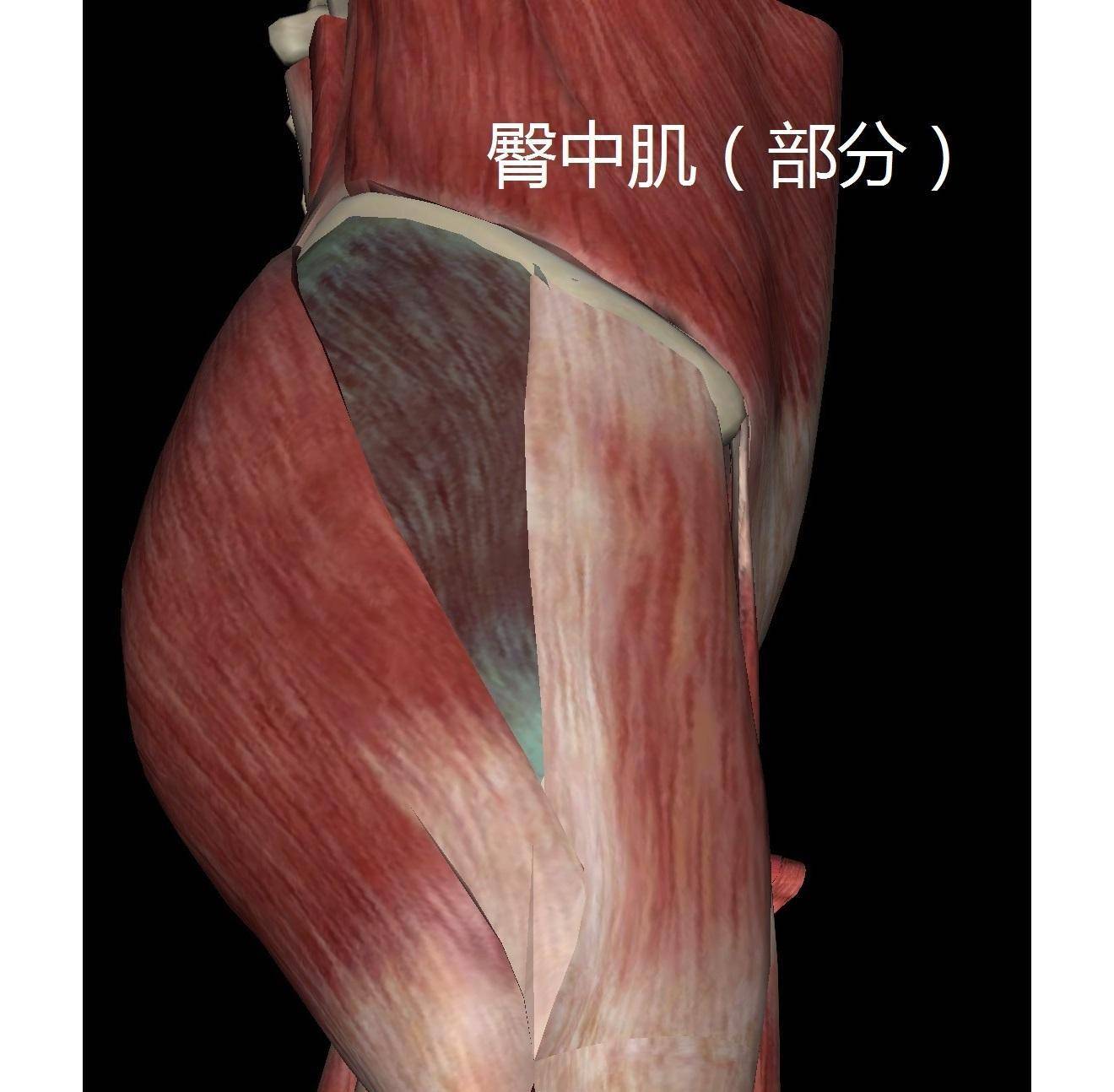臀中肌十字定位法图图片