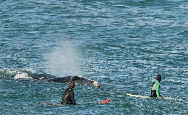 南极"新物种"现身了,头部与人类相似,莫非是基因突变?_生物_地球_动物