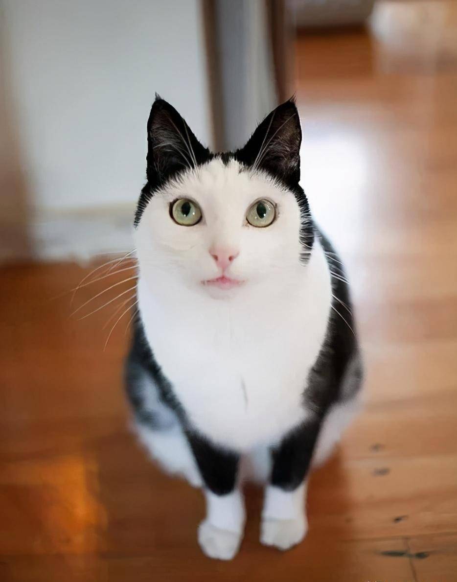 狂笑,这猫长的不可描述,奇怪的想象力越来越多_眉毛_微博_黑眼圈