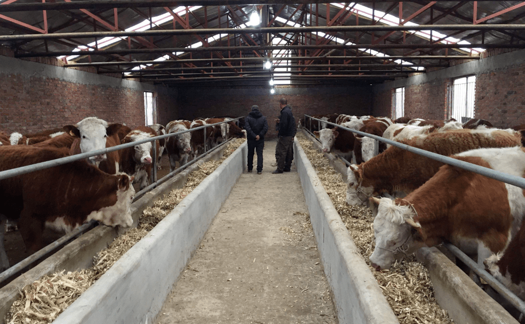 回农村投资养牛,需做好哪些准备?