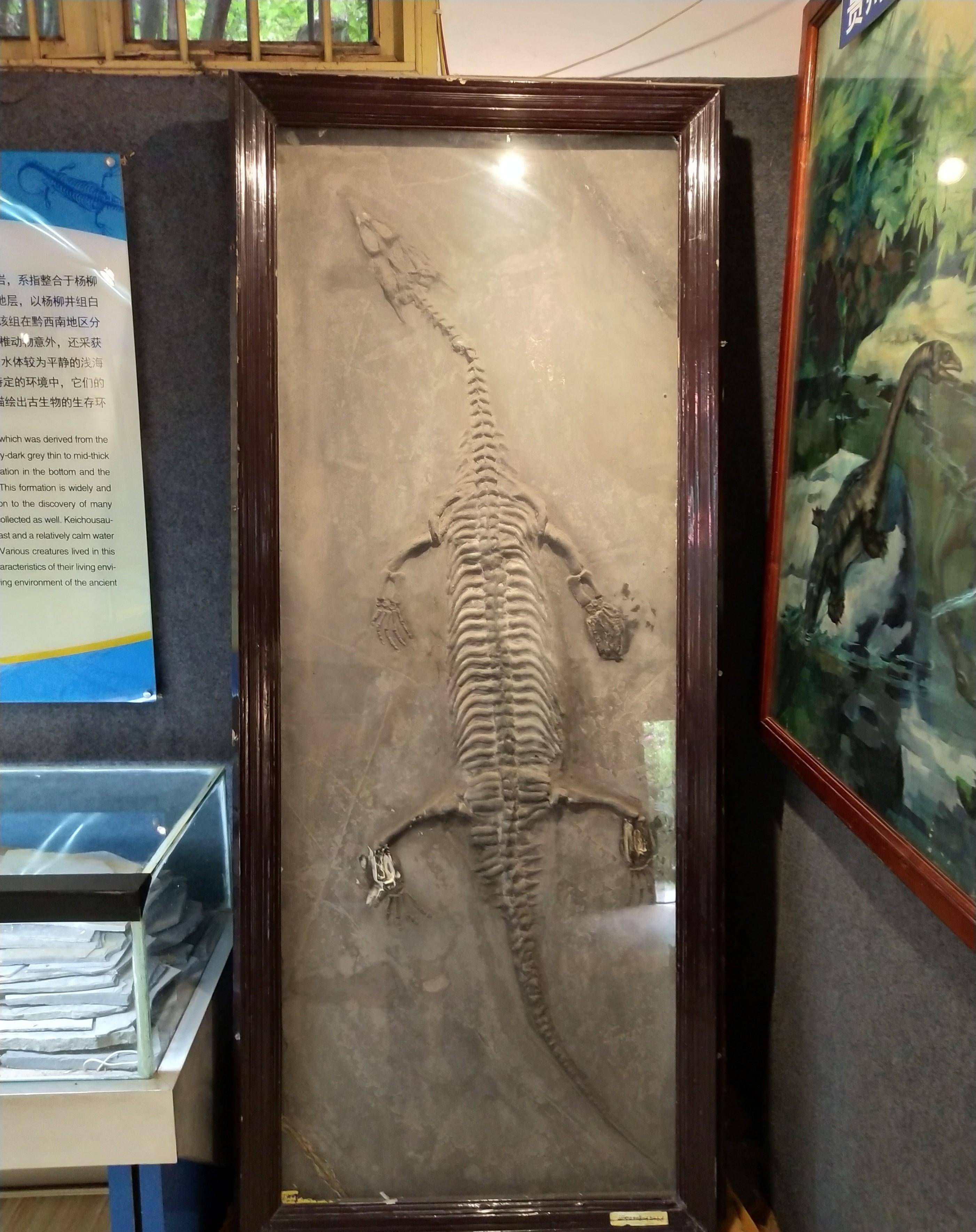 清咸丰年间,村民发现龙形骨骼,布摩立碑禁止进山破坏龙脉_化石_贵州省