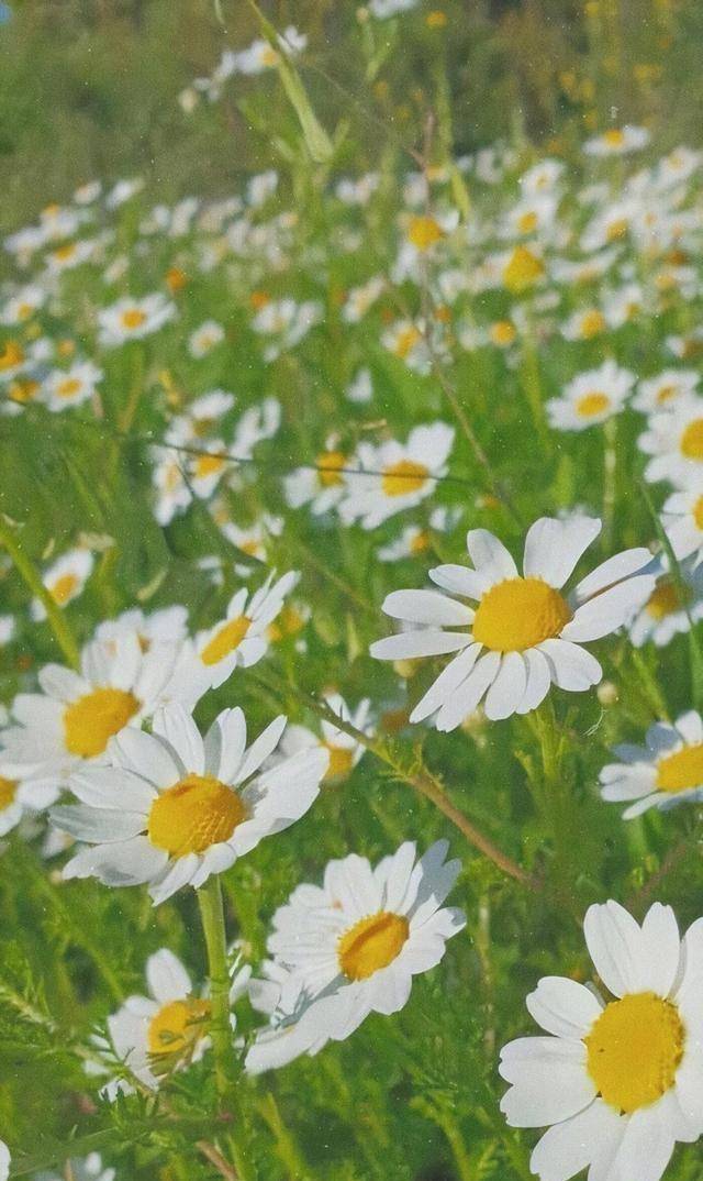 人缘好到爆,骨子里很懂事儿的星座_人家_性格_金牛座