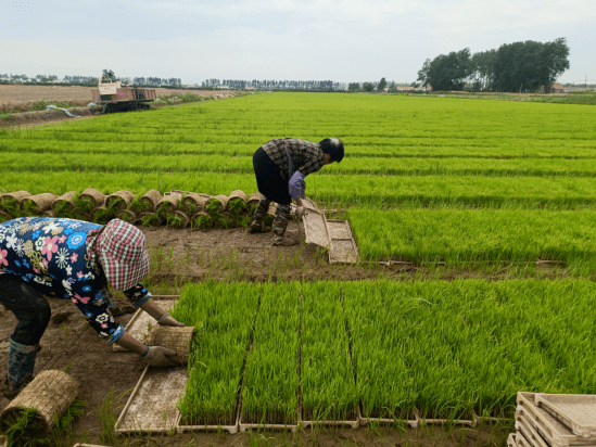 盐城市射阳县临海镇:机械插秧忙 农田换绿装_插秧机_水稻_服务