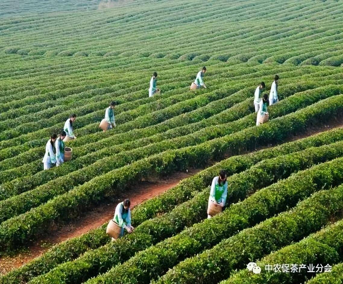 中国砖茶之乡图片