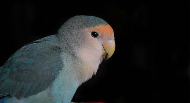 桃面类牡丹鹦鹉的名字都这么怪,原来名字里大有含义_基因_遗传_方式