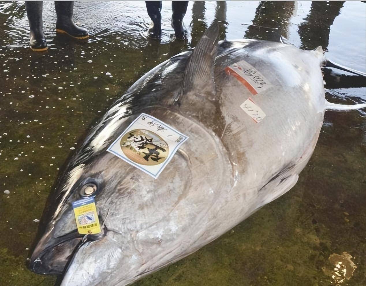 2016年成都女子捕获一条70公斤的鲇鱼,20天后居然卖出56万天价_鲶鱼
