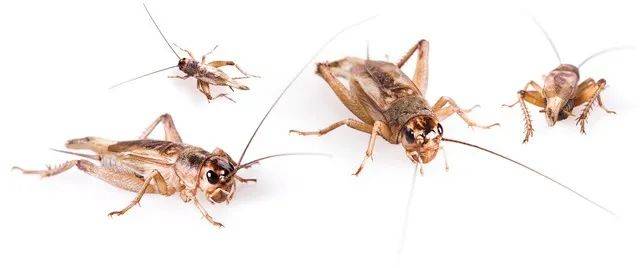 雄性蟋蟀的翅膀有两层,上层翅膀有一条硬化的横向肋,下层翅膀有一排