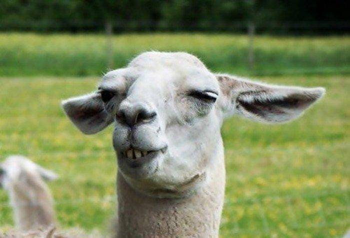 他们不知道自己多好笑多好笑_什么_比赛_玩具