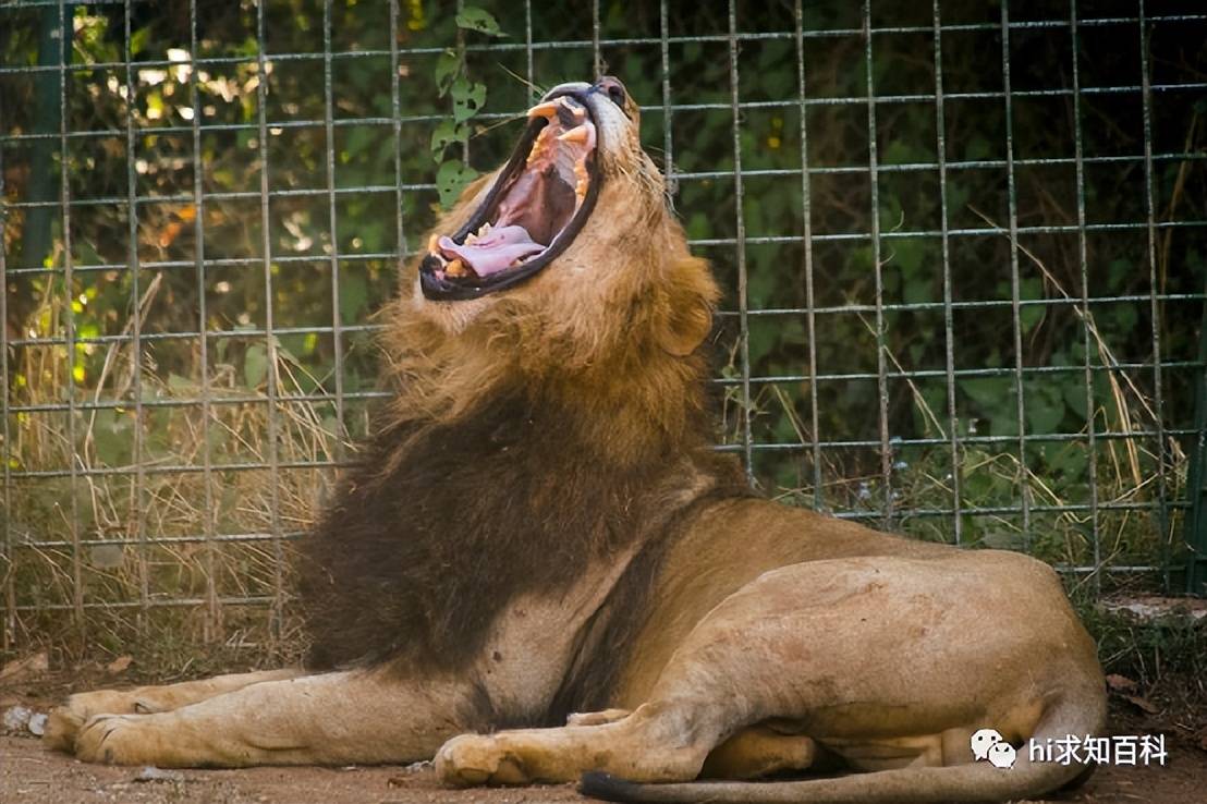 動物_獵物_方式