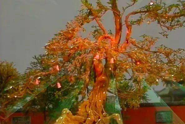 西游记和封神演义的顶级天材地宝,分别都有哪些?_产地_功效_七宝