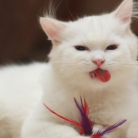 国内十大受欢迎的宠物猫咪，你家猫咪排第几呢？