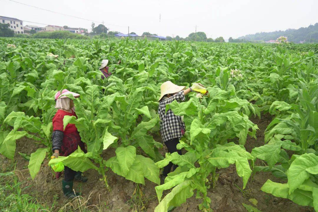 宁乡大成桥镇玉新村烟农赶"烤"忙!_烤烟_种植_烟叶