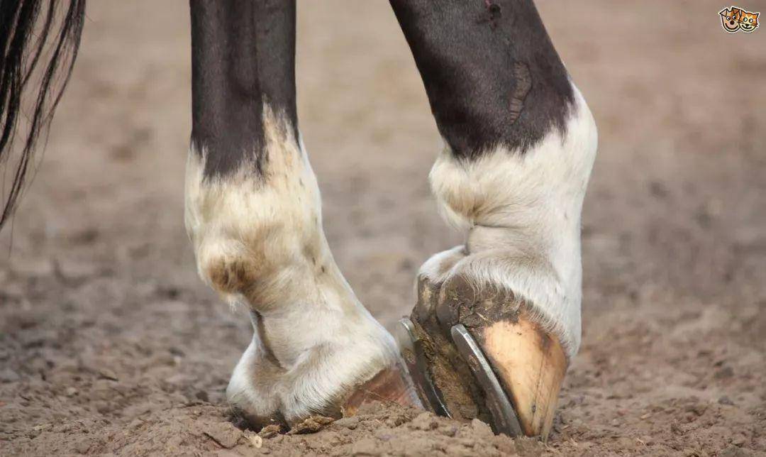 "马看四蹄,人看四相",想看清一个人的本质,这四个方面就够了_阶段