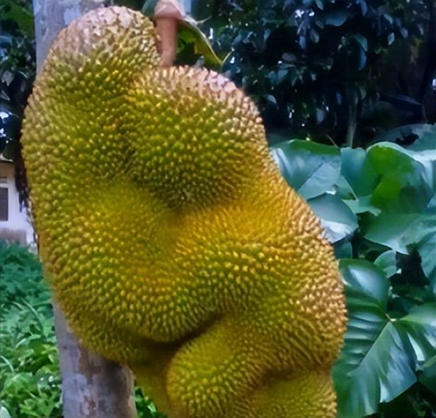 这些"成精"的水果,草莓长成蝴蝶的样子,最后一个更是没话说_时候_苹果