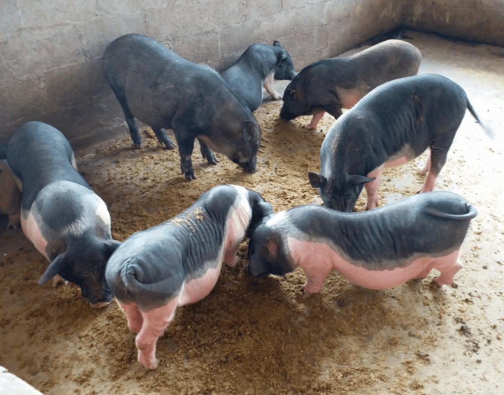 博白林老板发酵豆渣喂猪,猪健康少生病,猪场臭味大幅减少!