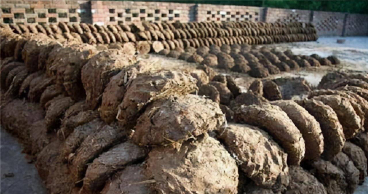 印度把"牛粪"当做食物,销售火爆供不应求,卖相难看味道不错_因为_东西